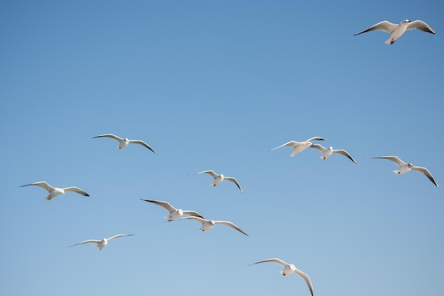 Seagull flying in blue a sky