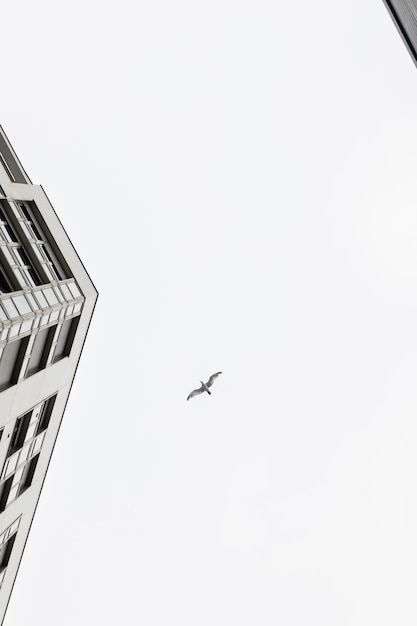 Seagull flying between buildings