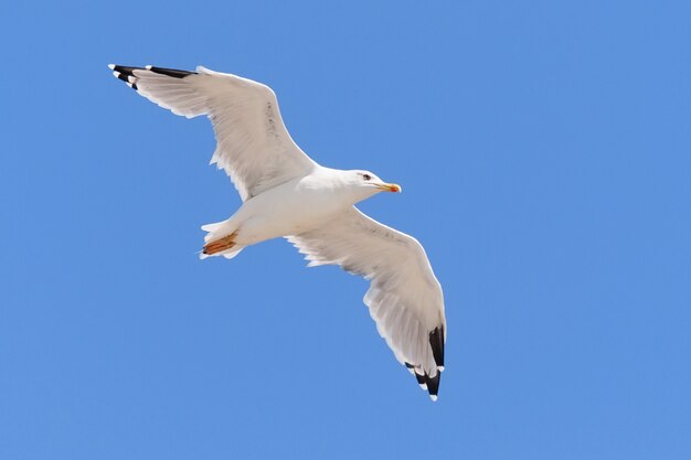 Seagull flying in a clear blue sky. Summer day.