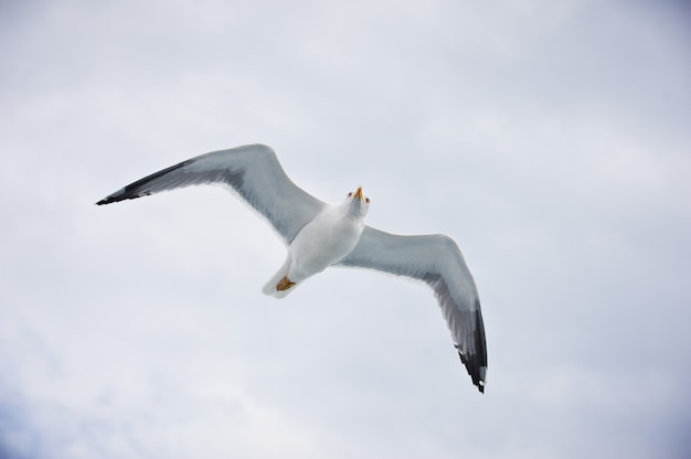 Seagull flying on cloudy white sky