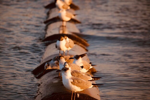 Photo seagull flying over lake