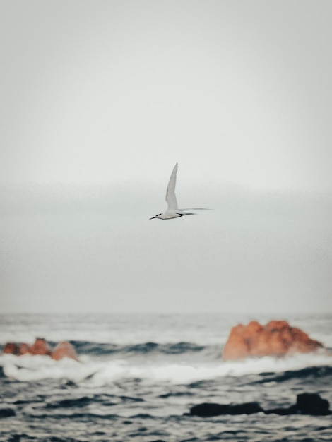 Photo seagull flying over sea against sky