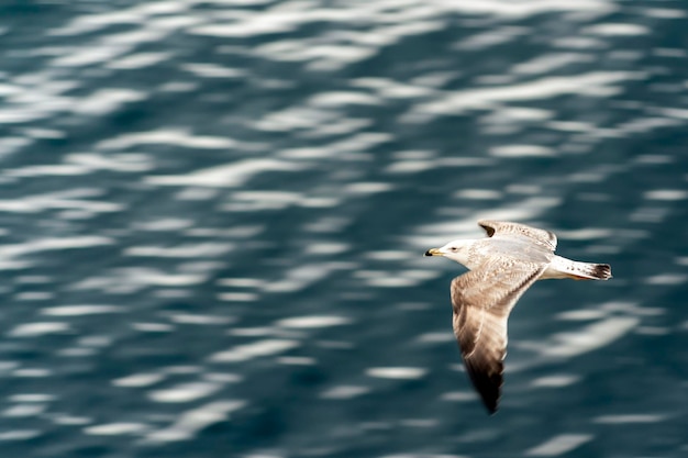 Seagull flying on the sea move effect