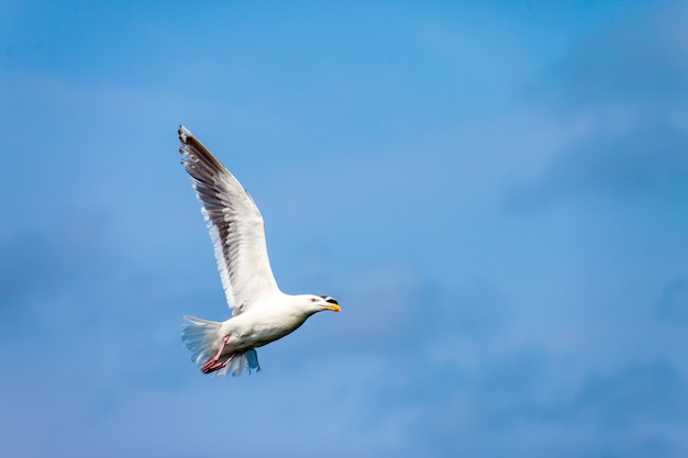 Seagull flying in the sky near the sea