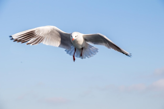 Seagull flying in sky over the sea waters