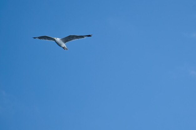 Photo seagull flying in the sky white clouds in the background bird from the coast