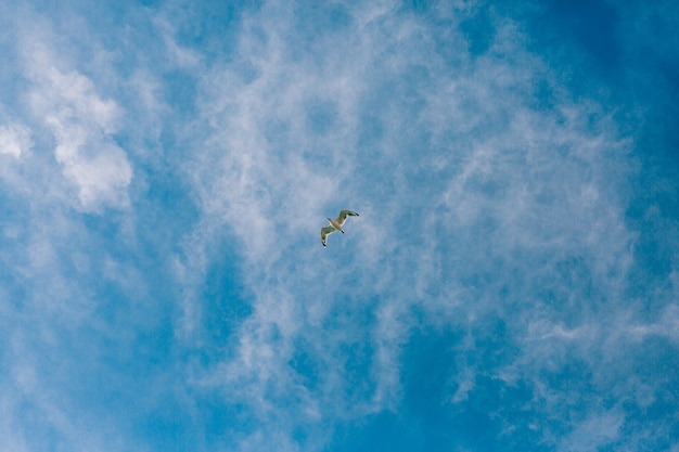 Seagull flying in the sky