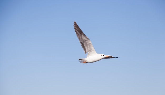 Seagull flying in the sky