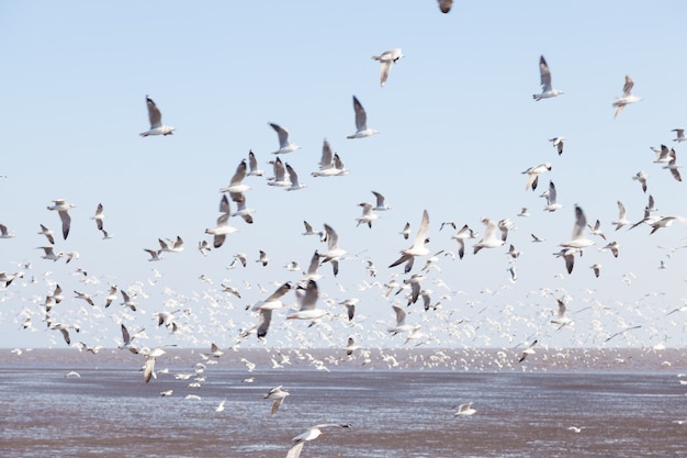 Seagull flying in the sky