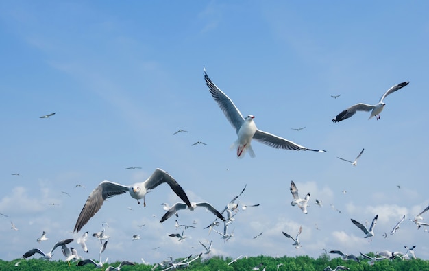 Seagull flying in the sky