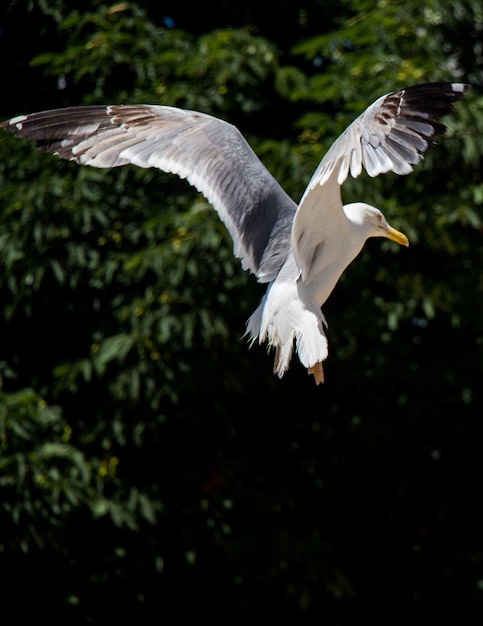 Seagull flying over the trees in a garden