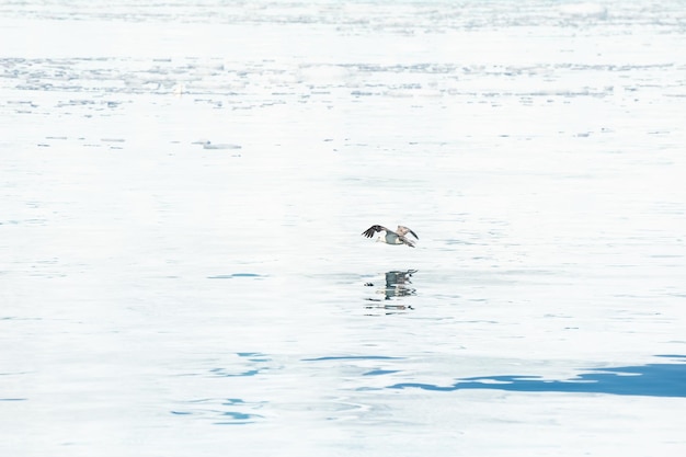 Seagull flying over the water near the icebergs in Ilulissat icefjord, western Greenland