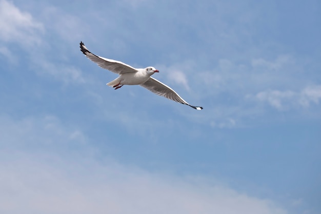 Seagull flying