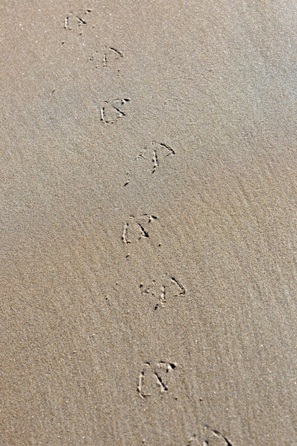 Photo seagull footprints in the sand. kola peninsula, russia.