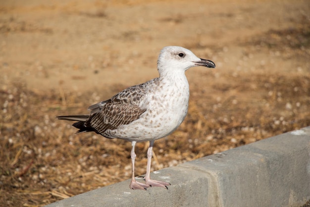 Seagull on ground with brown soil