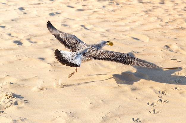 Seagull is flying over the beach with food in its beak