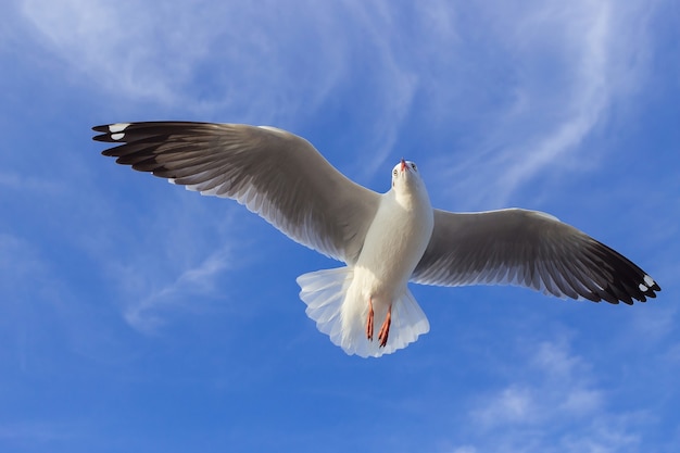 Seagull is flying in the blue sky It is a seabird usually grey and white