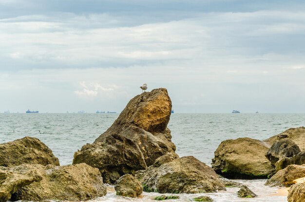 A seagull is sitting on a large stone on the seashore.