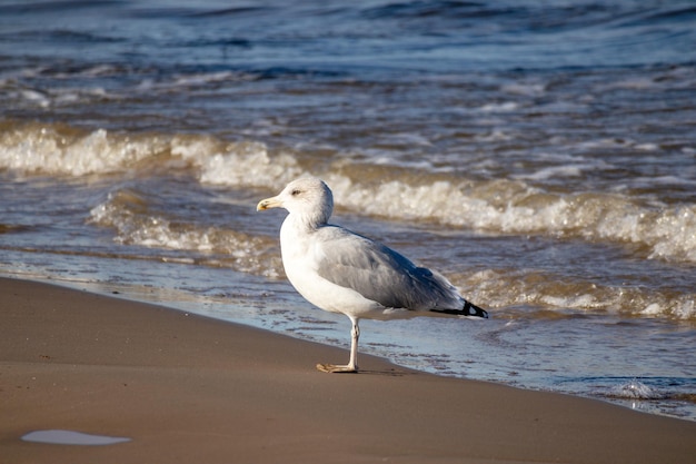 A seagull is standing on the beach by the water.