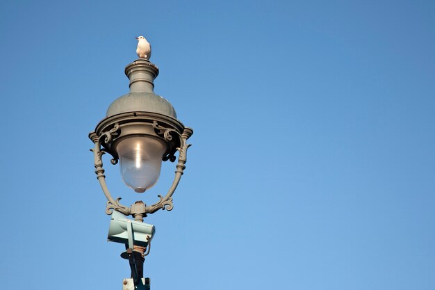 Seagull on lamppost, Paris