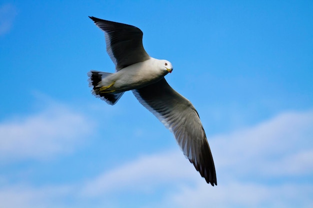 A seagull Larus crassirostris soaring in the blue sky