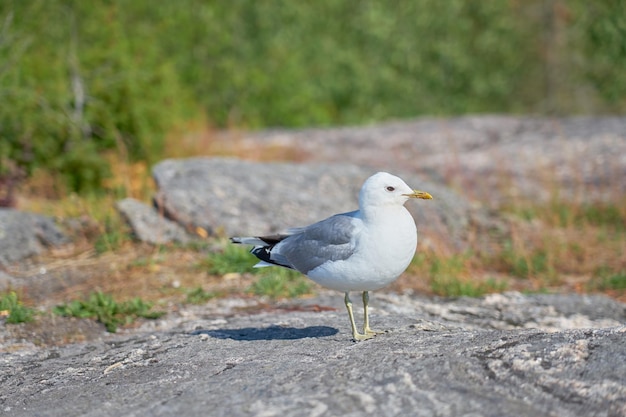 A seagull near on a granite stone in the sun