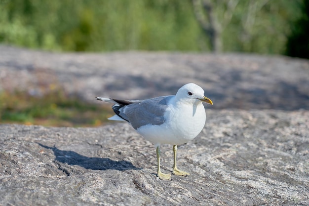 A seagull near on a granite stone in the sun