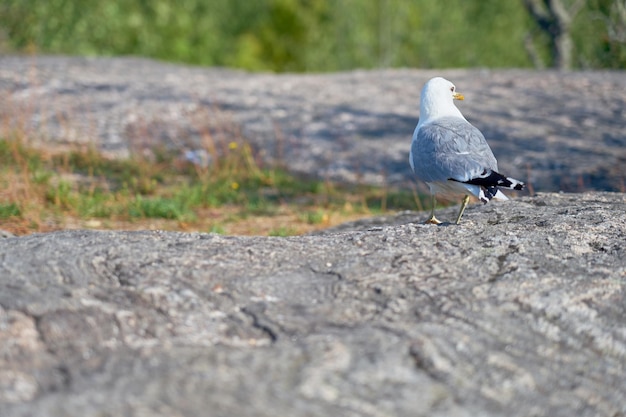 A seagull near on a granite stone in the sun