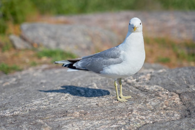 A seagull near on a granite stone in the sun