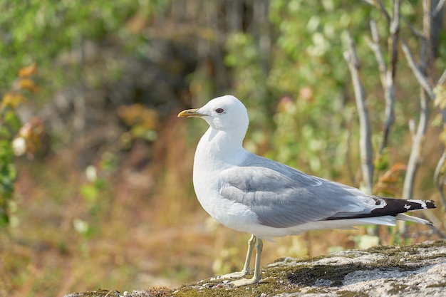 A seagull near on a granite stone in the sun