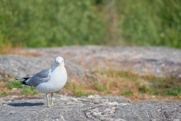 A seagull near on a granite stone in the sun