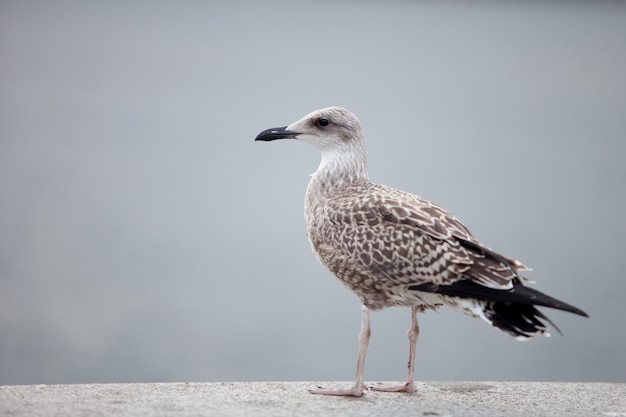 Seagull perched by the sea  