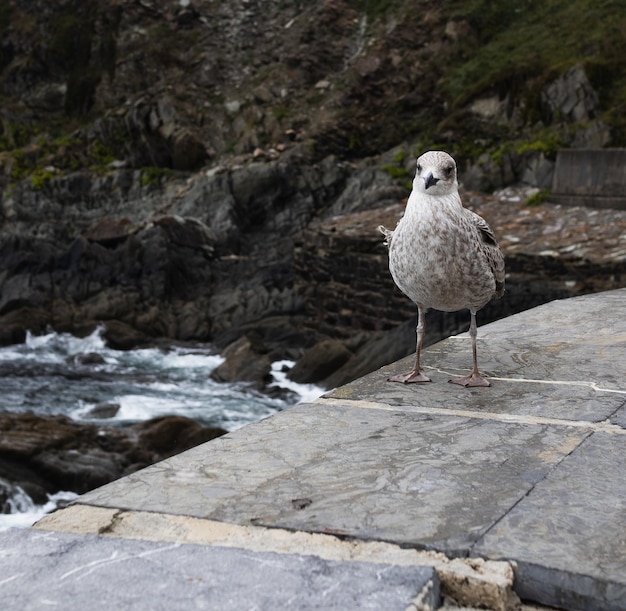 Seagull perched on the lookout point of the harbour facing the sea