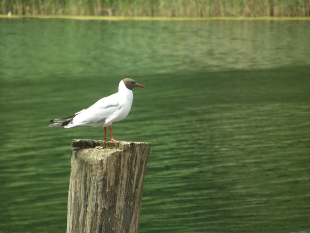 Photo seagull perching on wooden post