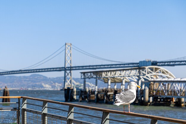 Seagull at the Port of San Francisco