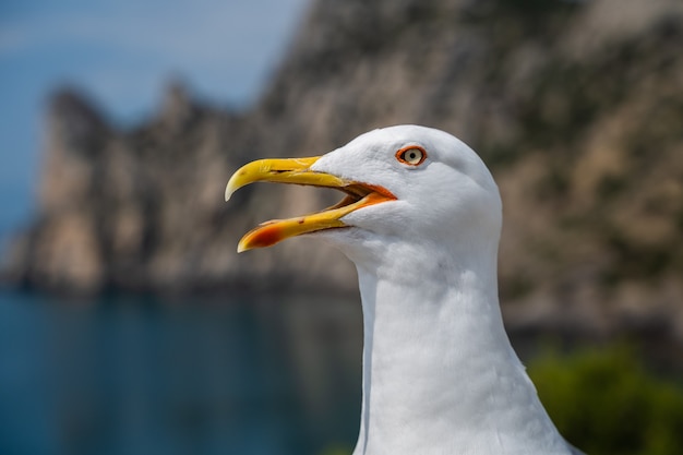 Seagull portrait against sea shore close up view of white bird seagull sitting by the beach