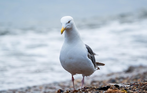 Seagull portrait of a seagull Close up view of white bird seagull on wave background