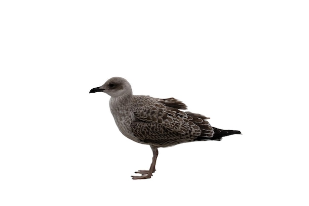 Seagull in profile on white background