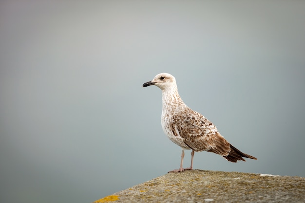 Seagull resting the flight