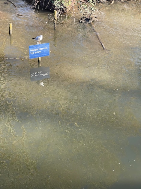 Seagull resting on nature reserve sign in the river