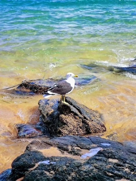 Seagull on the rocks of the beach