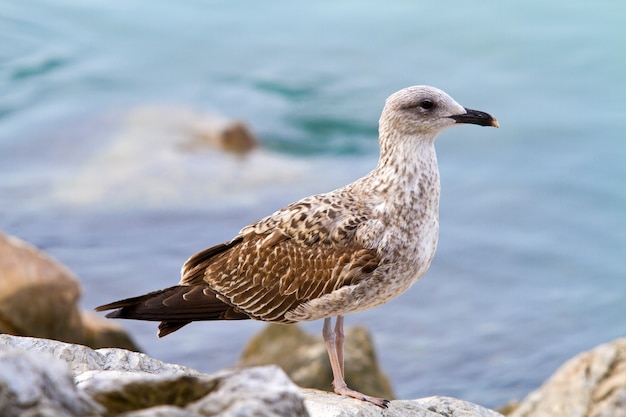 seagull on the rocks