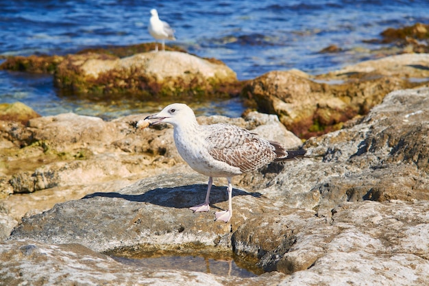 Seagull on a rocky shore