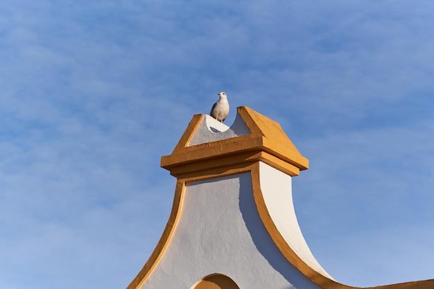 Seagull on roof seen from below