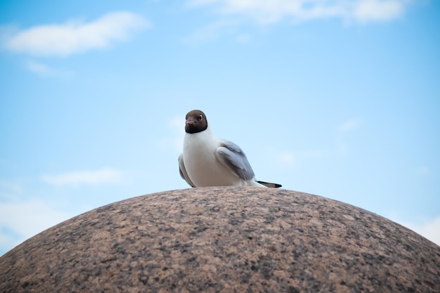 Seagull on round granite stone against blue sky