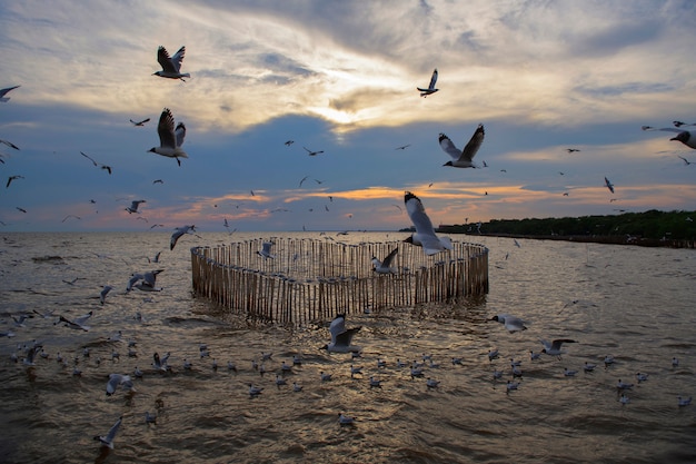 Seagull in the sea