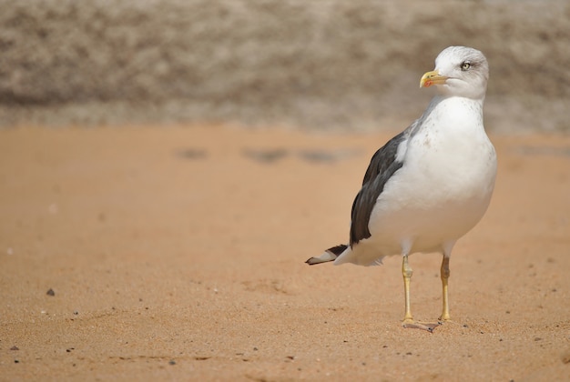 Seagull on the sea