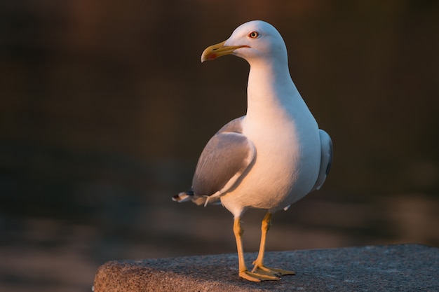 Seagull in the seashore