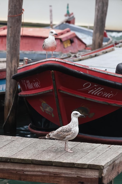 Seagull sits on boat in Canal of Venice