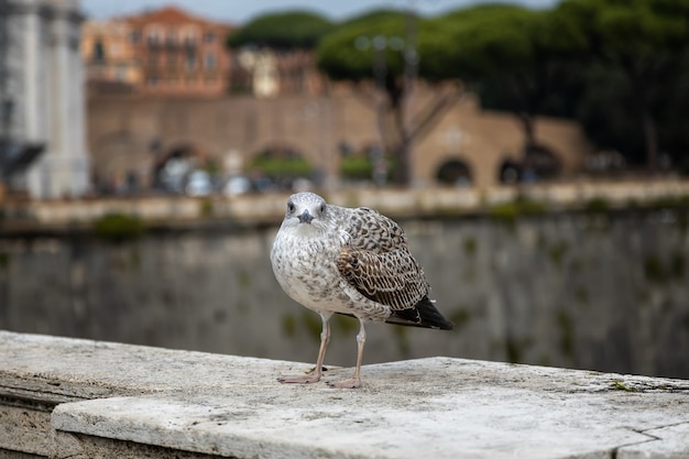 Seagull sits on the parapet of a bridge over the Tiber Rome Italy